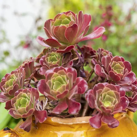 Appartamento Bord De Nive